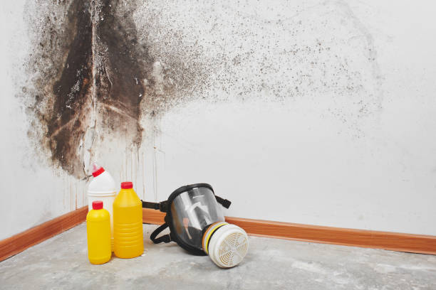 Reliable Mount Morris, MI Mold Remediation Solutions