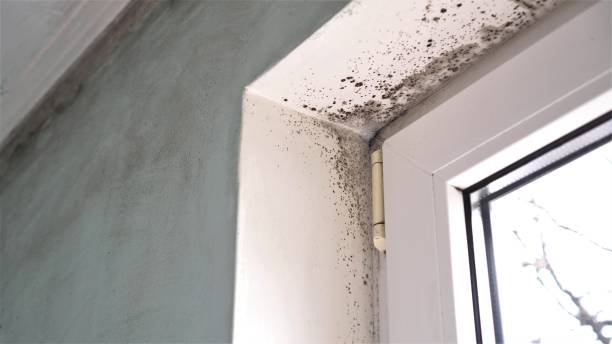 Best Bathroom Mold Remediation in Mount Morris, MI