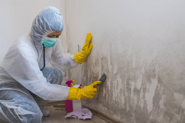 Best Black Mold Remediation in Mount Morris, MI