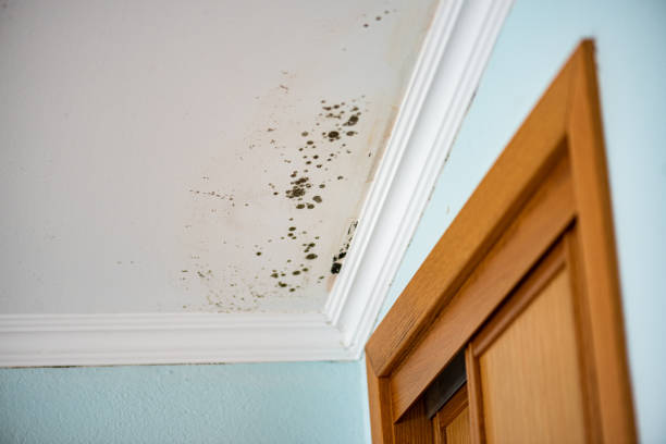 Best Residential Mold Remediation in Mount Morris, MI