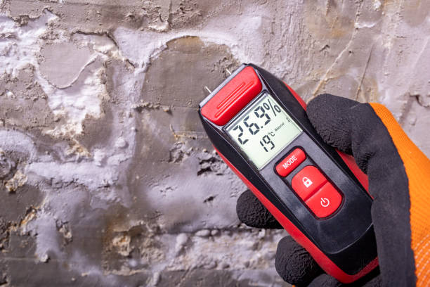 Best Commercial Mold Remediation in Mount Morris, MI