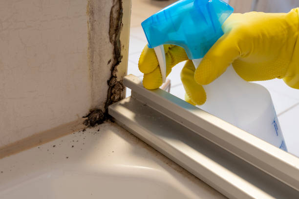Best White Mold Remediation in Mount Morris, MI