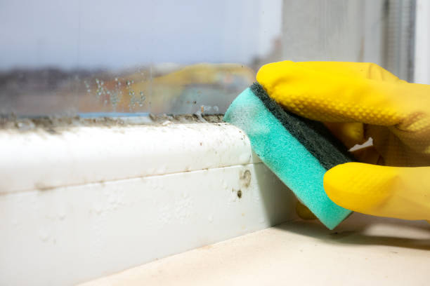 Best Mold Testing and Inspection Services in Mount Morris, MI