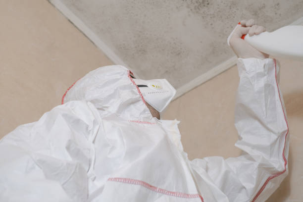 Best HVAC Mold Remediation in Mount Morris, MI