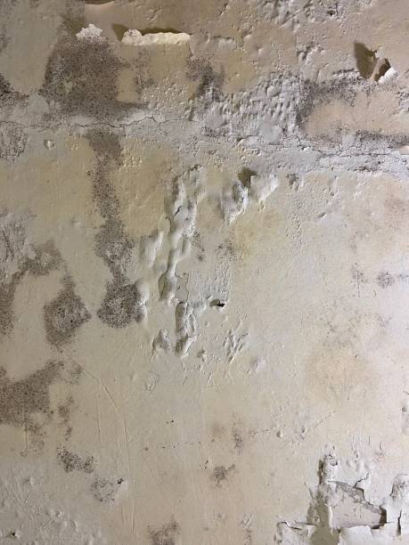 Best Commercial Mold Remediation in Mount Morris, MI
