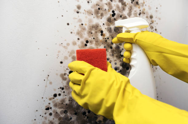 Best DIY Mold Remediation Support Services in Mount Morris, MI