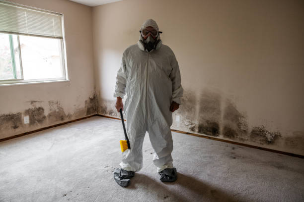 Reliable Mount Morris, MI Mold Remediation Solutions