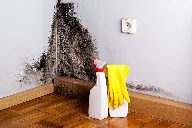 Best Post-Flood Mold Remediation in Mount Morris, MI