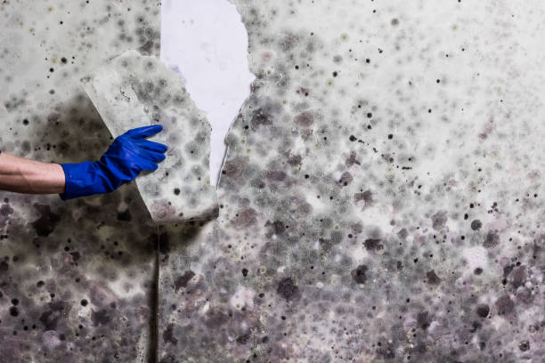 Best HVAC Mold Remediation in Mount Morris, MI