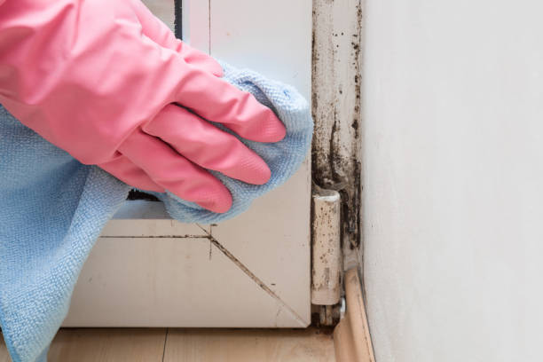 Best Mold Remediation for Specific Building Types in Mount Morris, MI