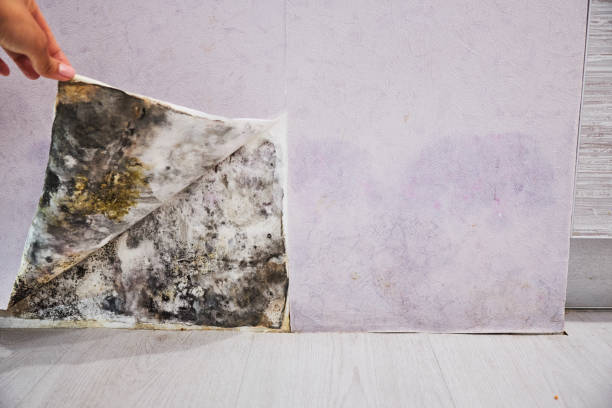 Best Mold Remediation for Specific Building Types in Mount Morris, MI